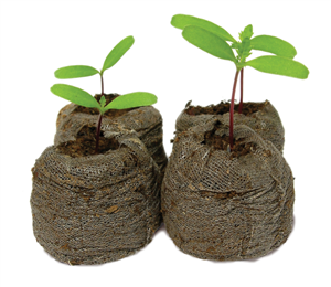 seedlings 2nd grade graphic