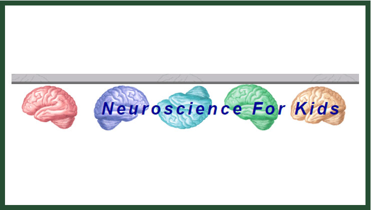 Neuroscience For Kids